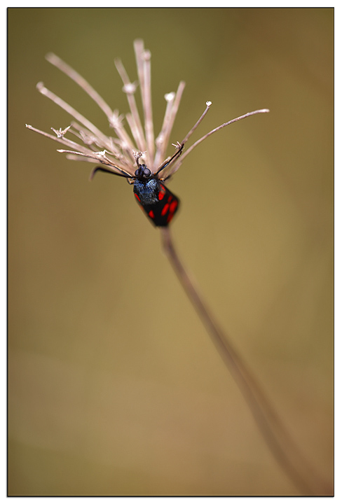 Zygaena dall'alto