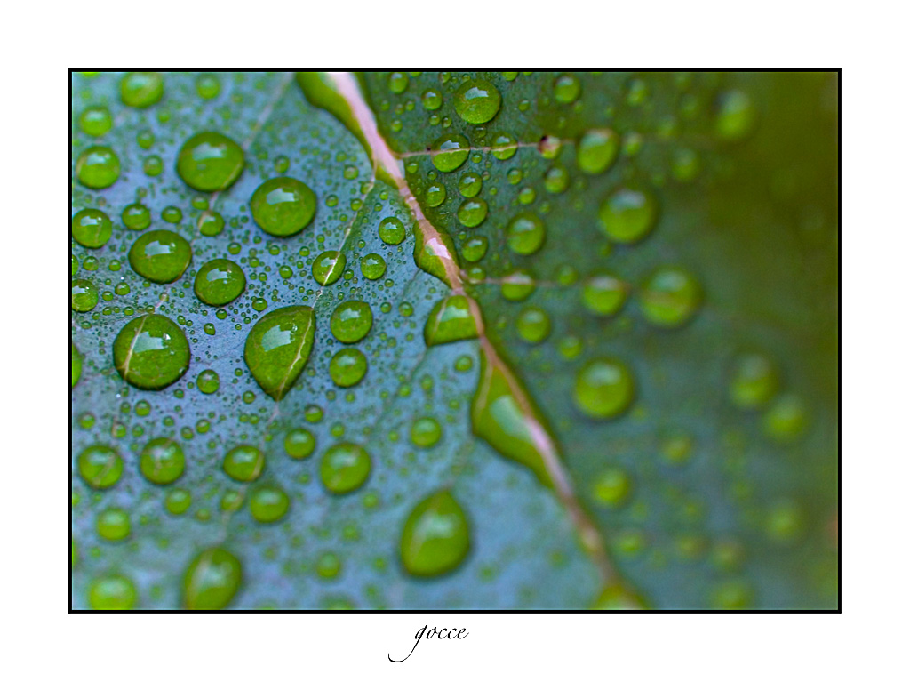gocce