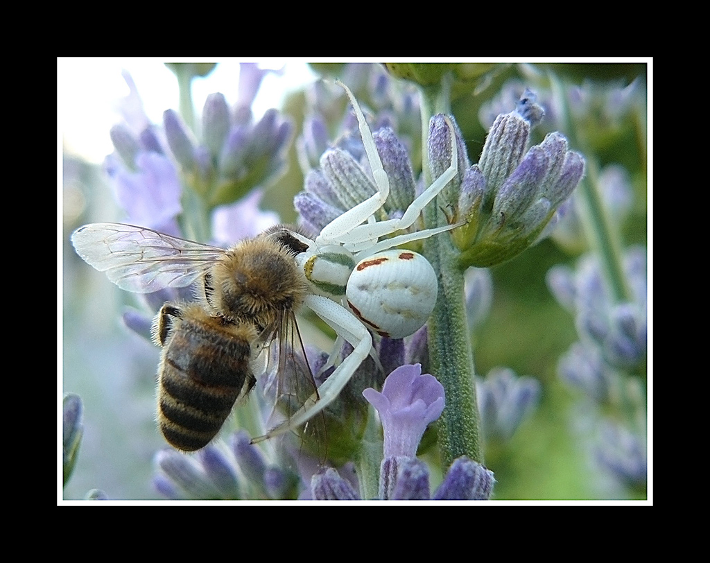 la golosit�...a volte � letale!