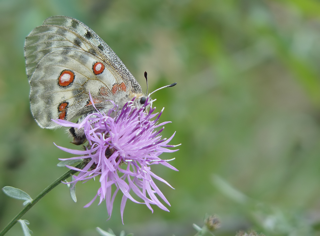 .....che farfalla �?