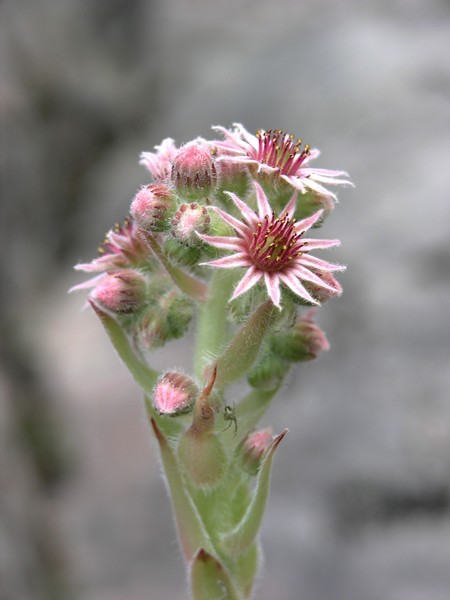 Il Sempervivum arachnoideum (ragnateloso)