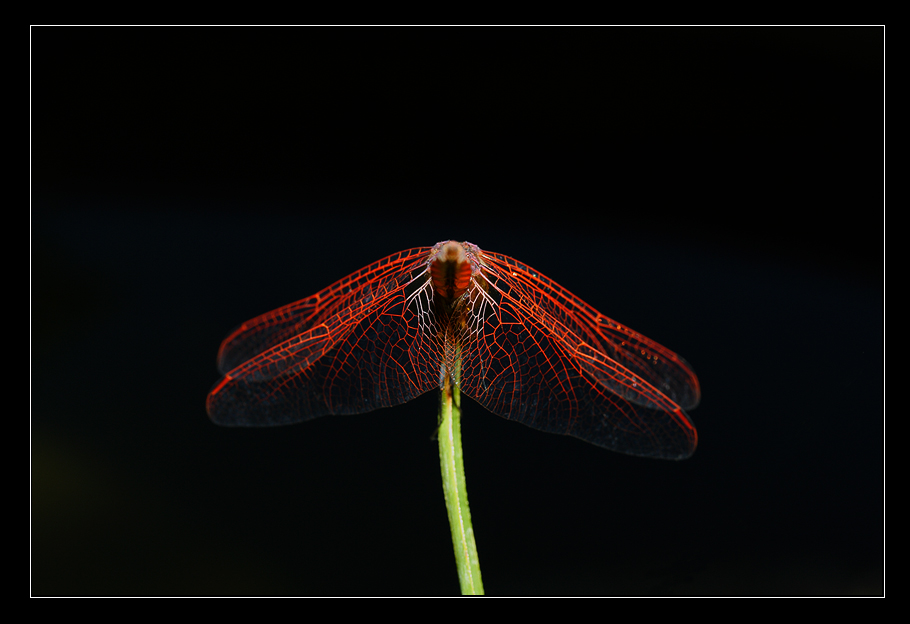 Inchino della ballerina