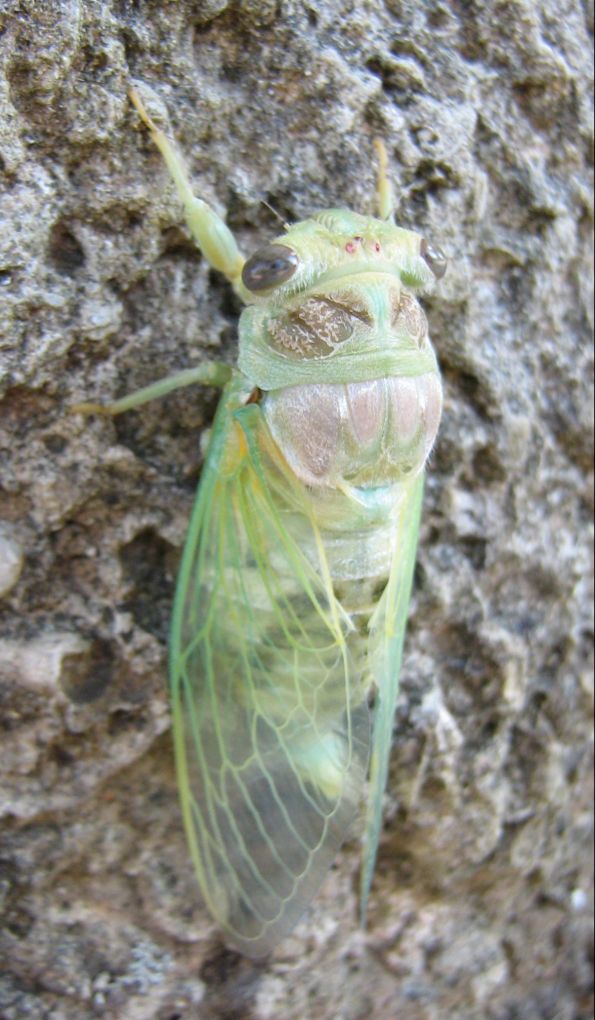 La Cicala
