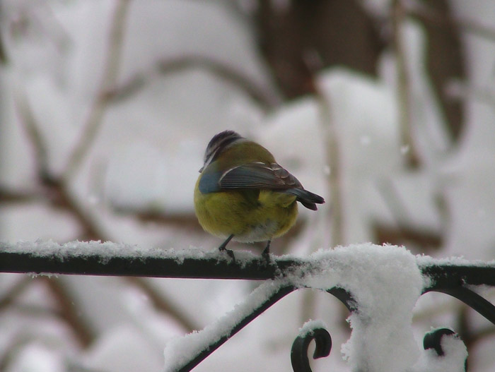 ..solitario.fine del tepore materno - fuji S5000