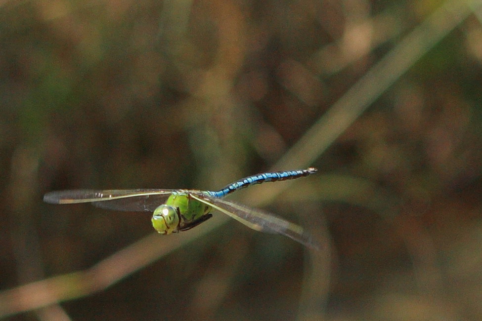 libellula