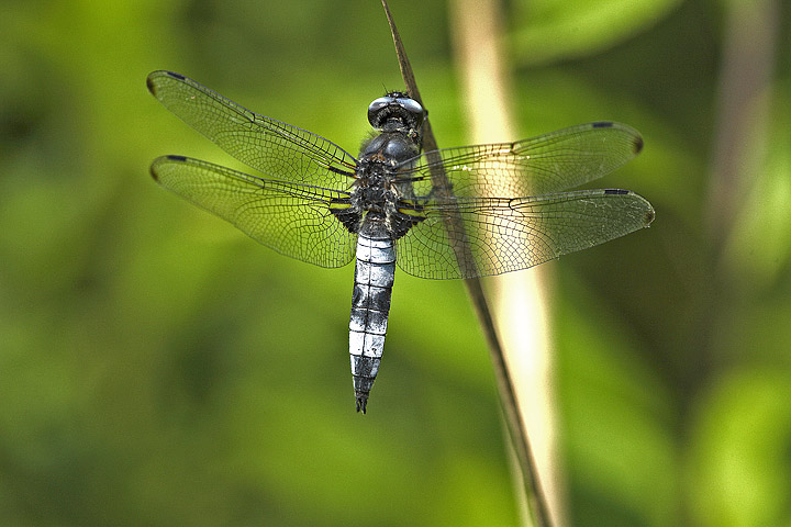 Libellula fulva