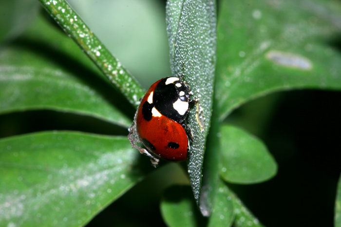coccinella
