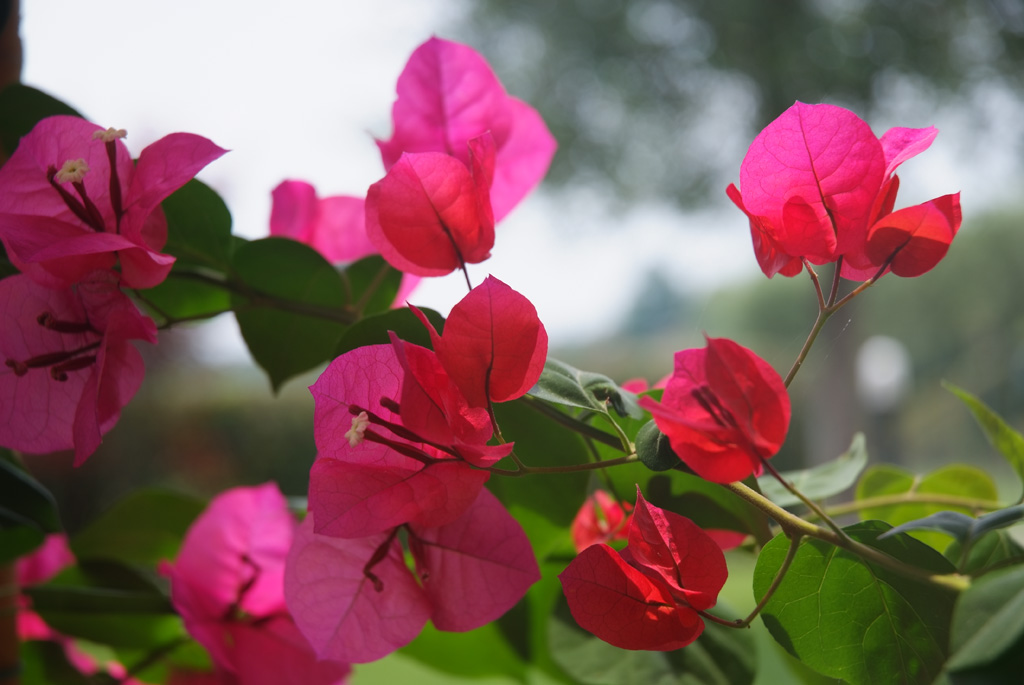 bouganvilea