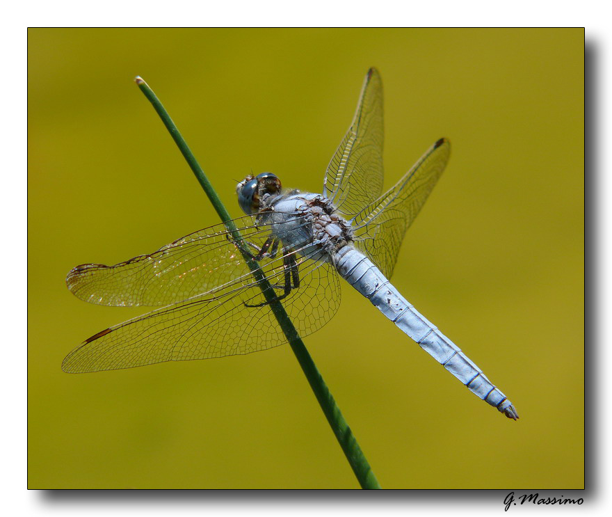Libellula Azzurra