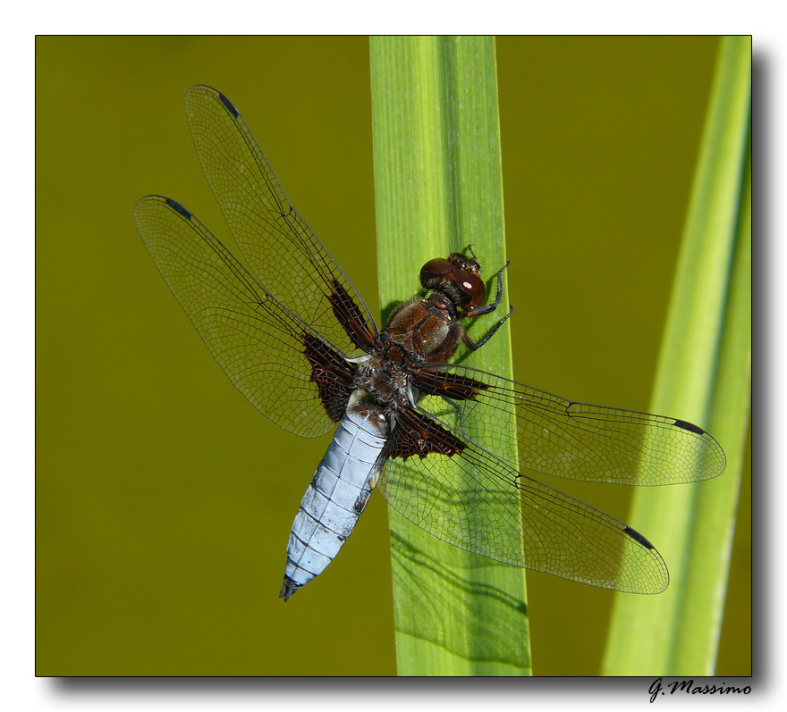 libellula depressa 2