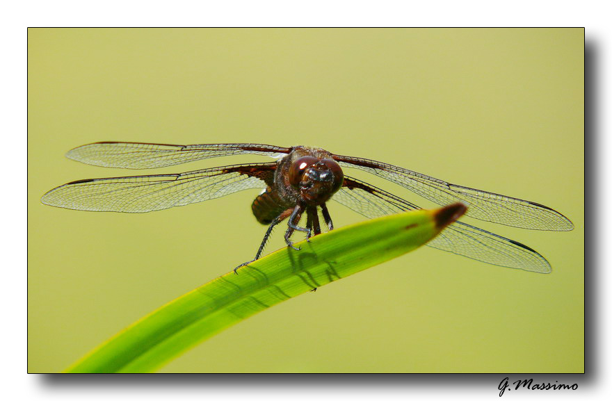 Libellula depressa - frontale