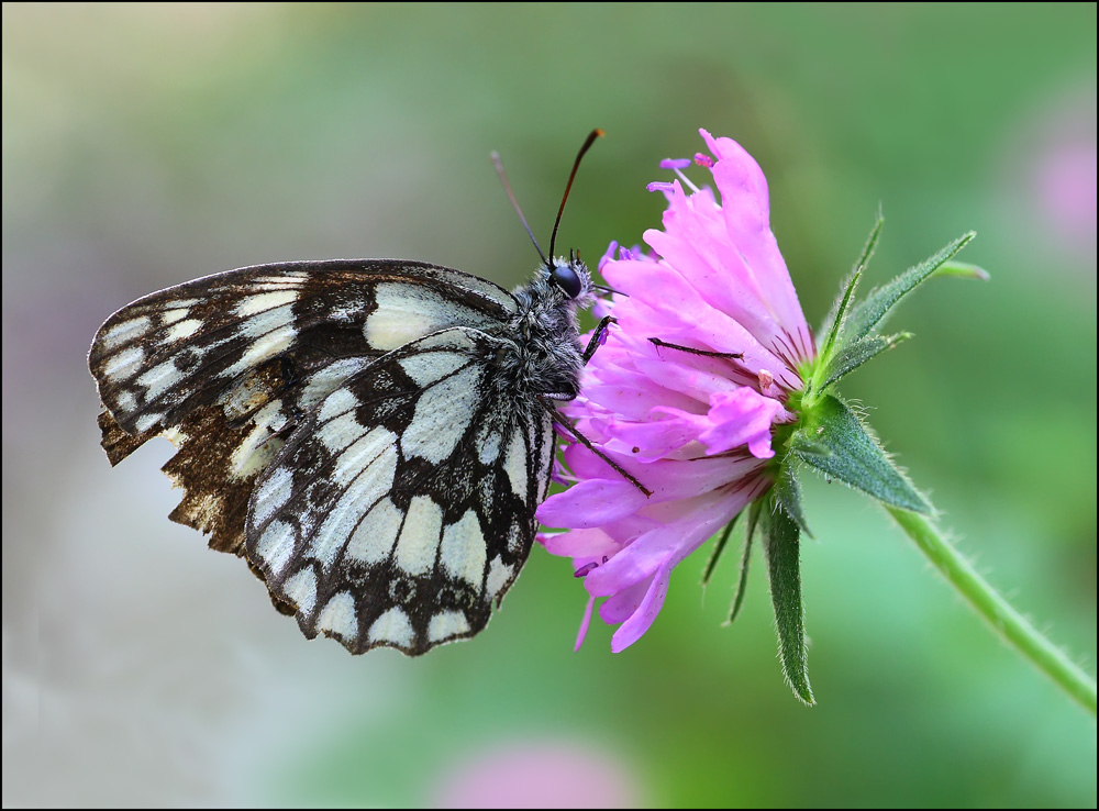melanargia-galathea