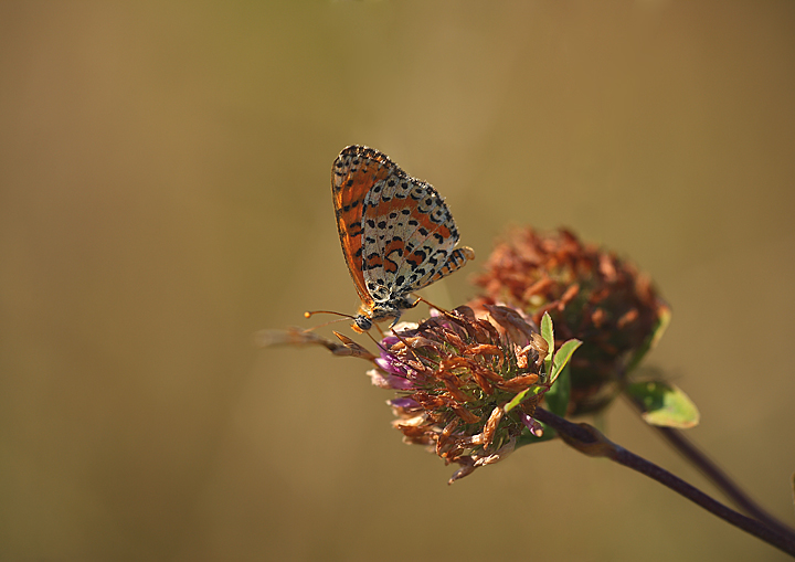 uno scatto cos� cos�....