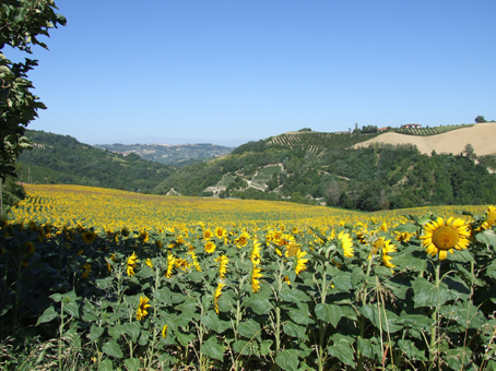 campo di girasoli4
