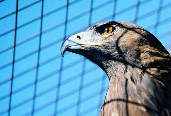 Sognando la libert�