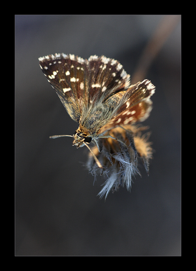 Il vestito di velluto