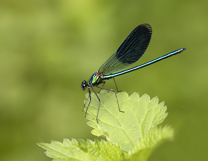 Calopteryx splendes