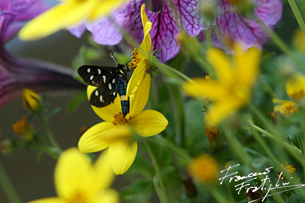 "PRETE" (La mia prima foto MACRO)