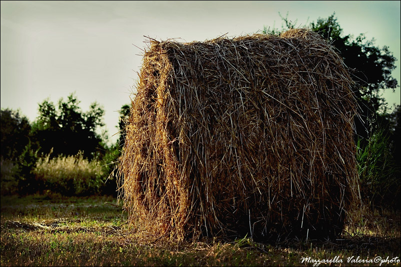 Il fieno