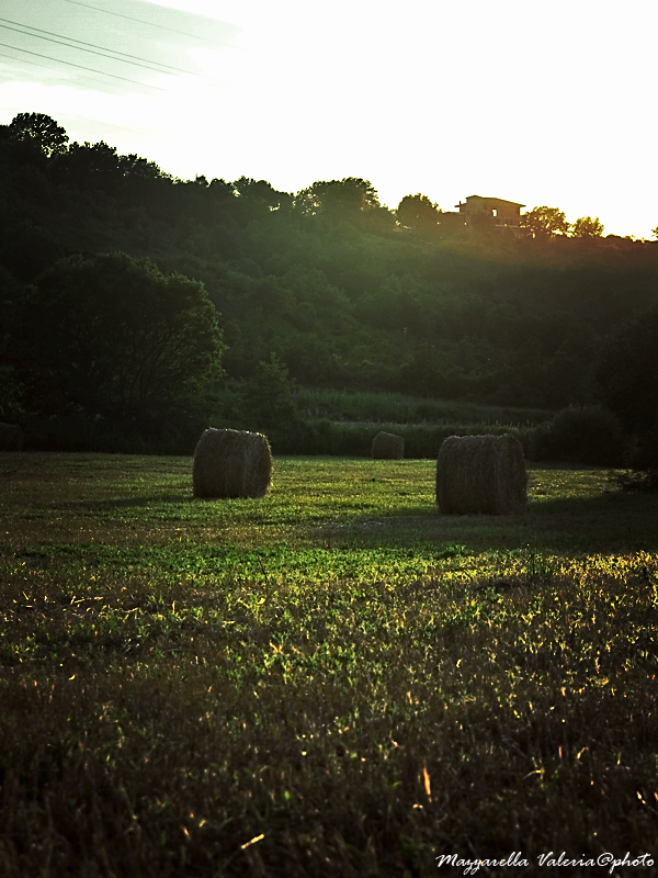 Il fieno#1