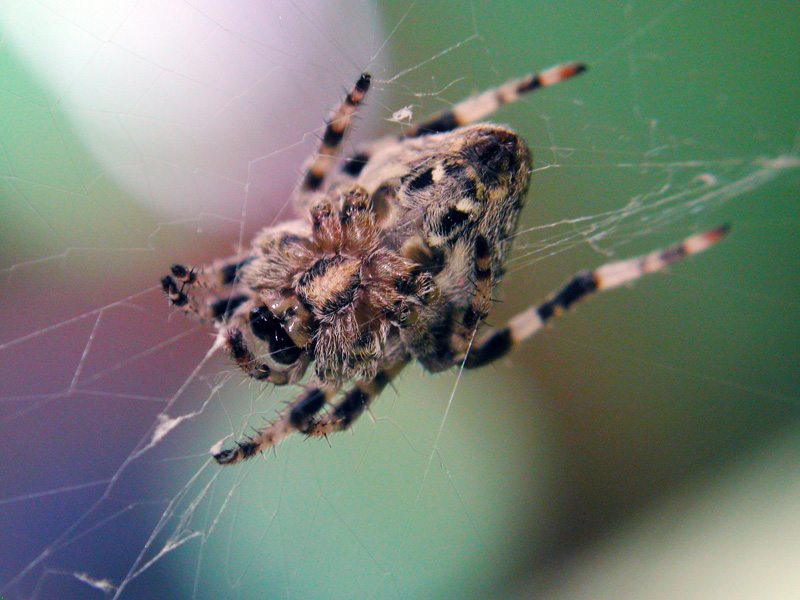 ragno...con gli occhiali