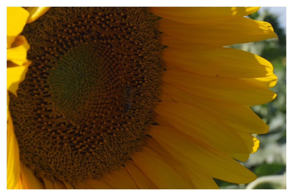 Girasole