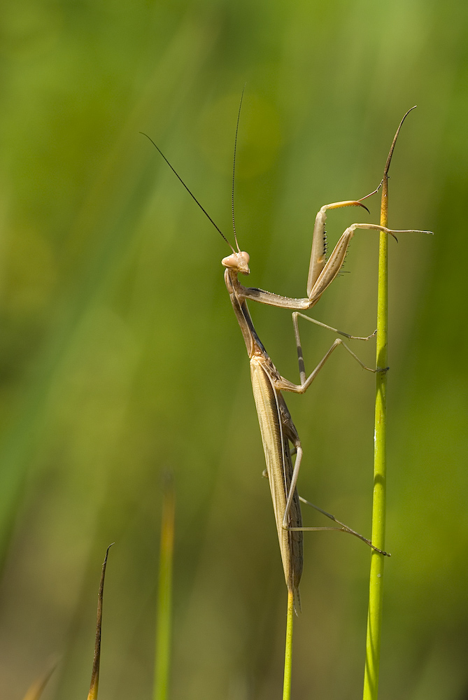 Brown Sugar Mantis :-)