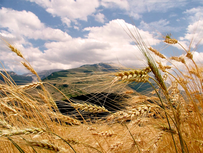 Tra spighe e monti
