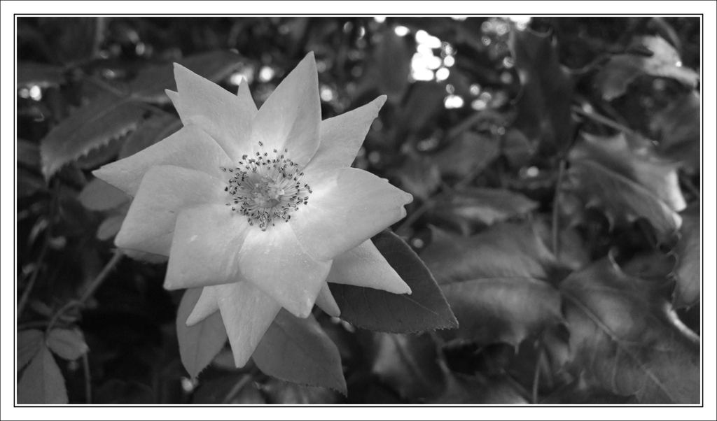Fiore (BW)