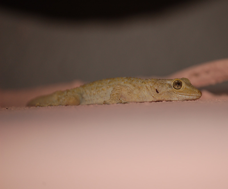 E aveva un solco lungo il viso ...