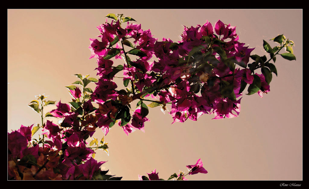 Splendere di luce riflessa