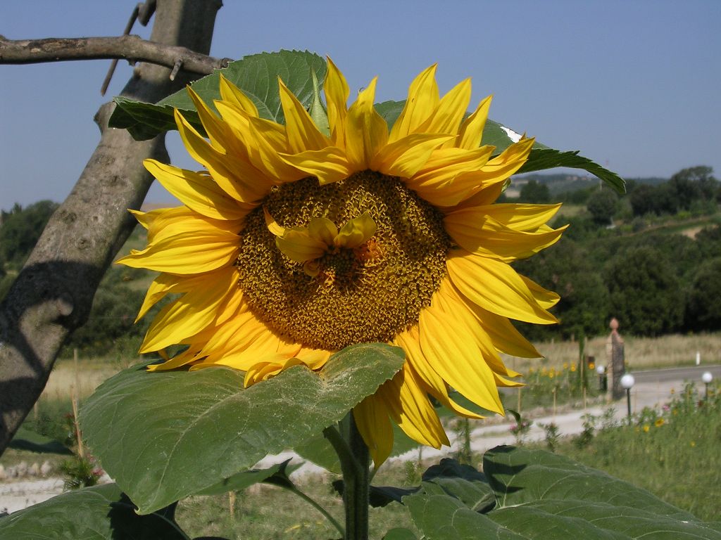Girasole in Toscana