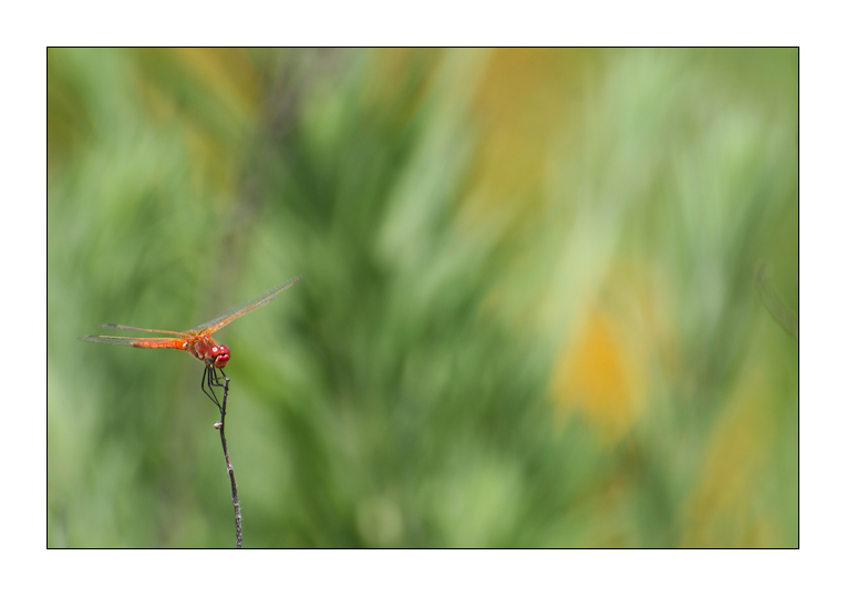 Lo sfondo e la rossa