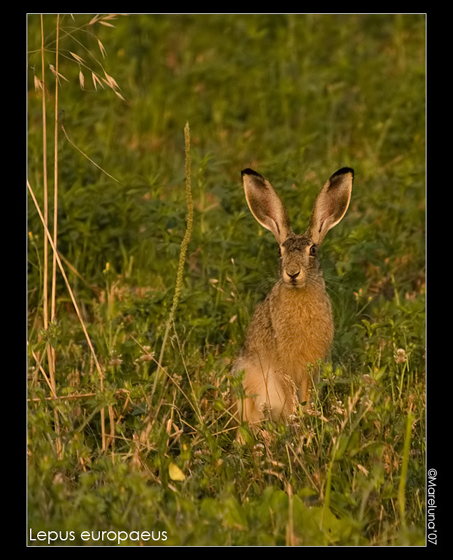 Lepre europea