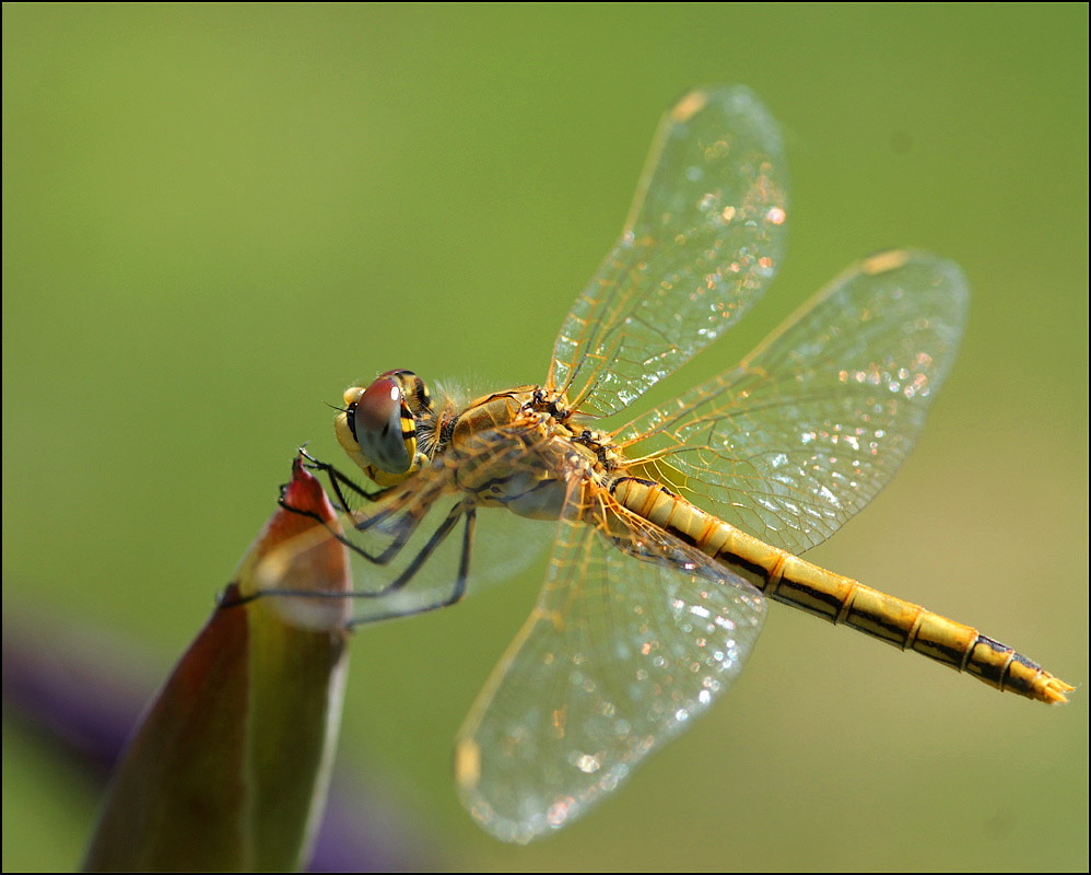 libellula gialla