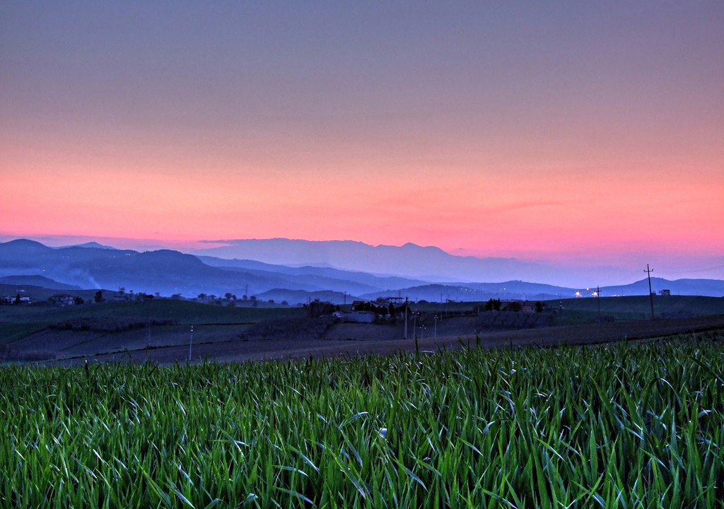 Il grano del mio pap�