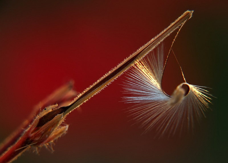il geranio pescatore