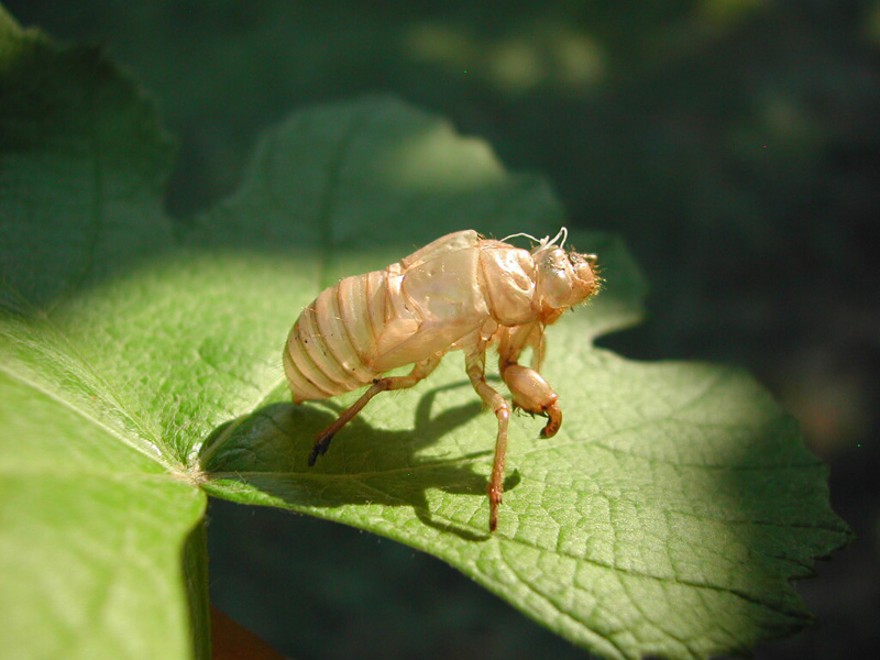 Muta di una Cicala