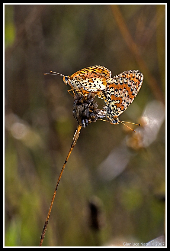 melitaea didima