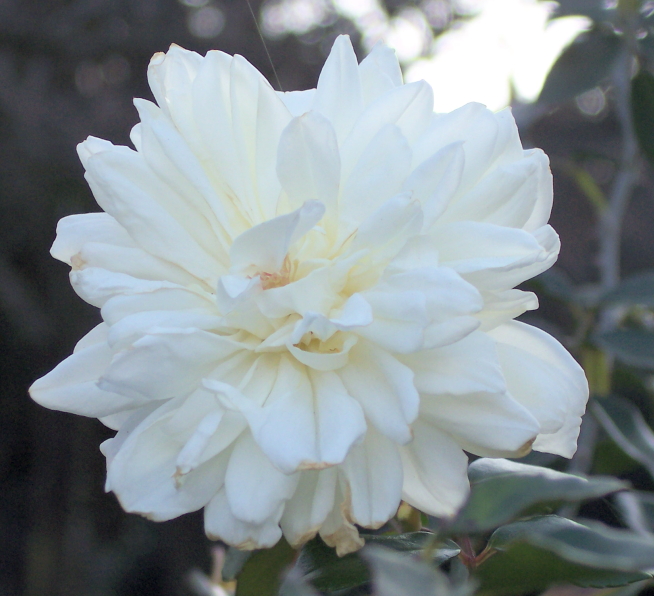fiore