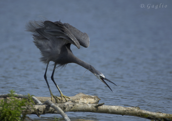 Egretta Gularis