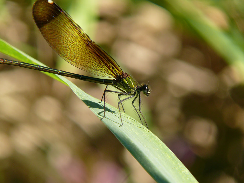 Prima Libellula