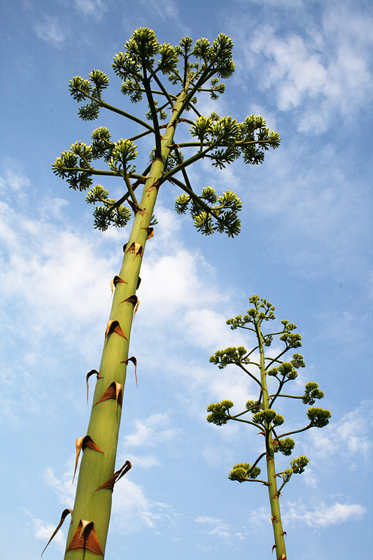 Fiori di Agavi