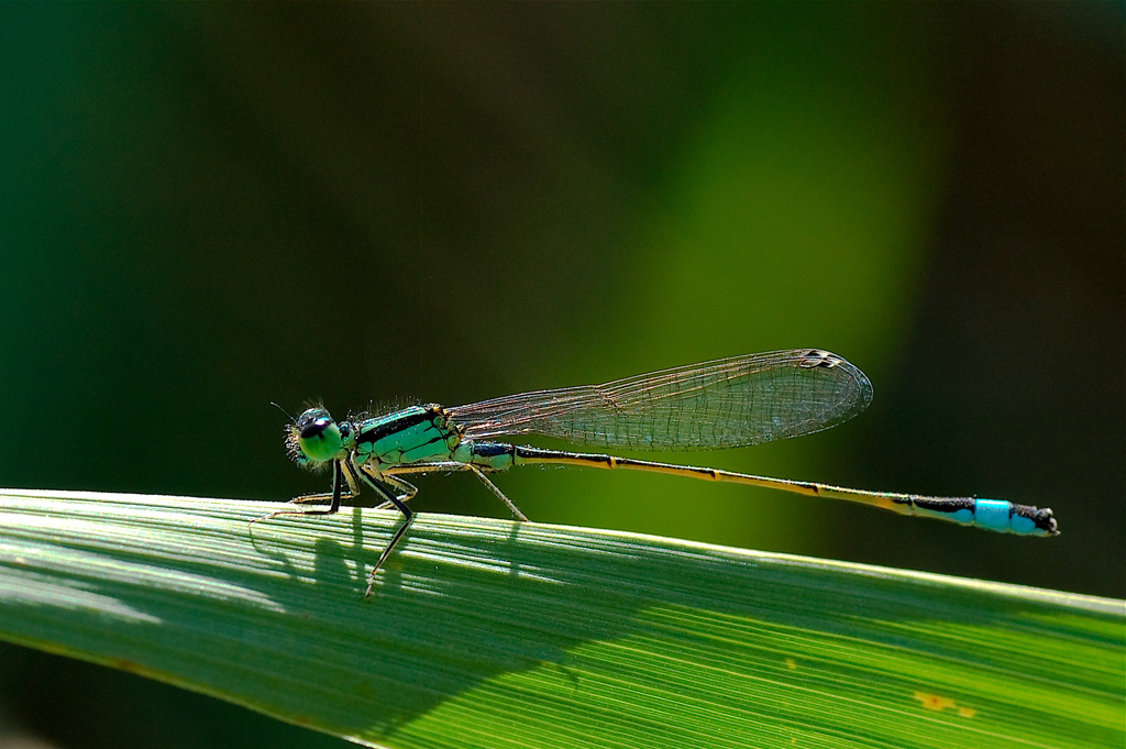 Questa � la mia...