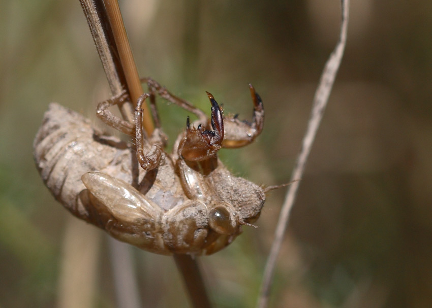 ogni scarrafone � bell a mamma soia