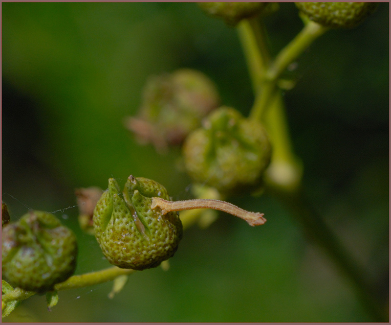 fiori di bosco e bachino