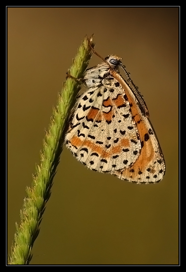 Luce solare controllata