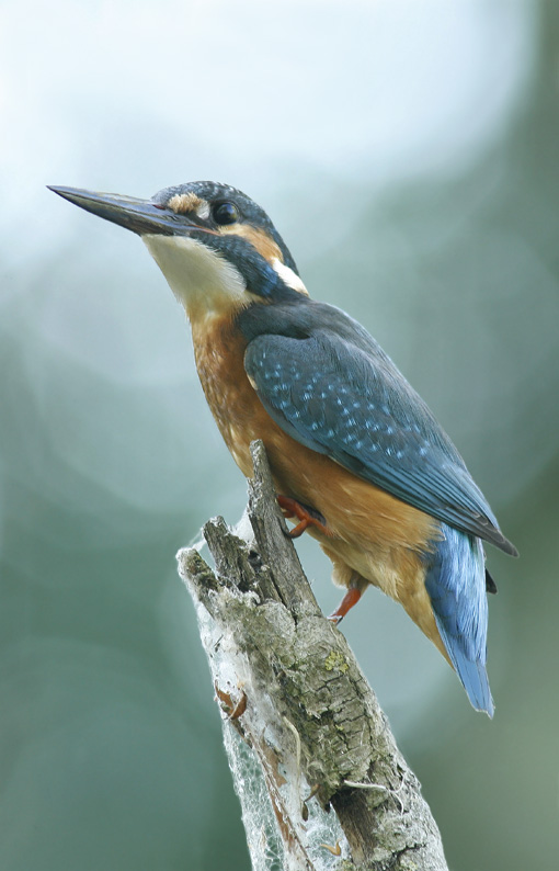 Renzo-Fresco di giornata