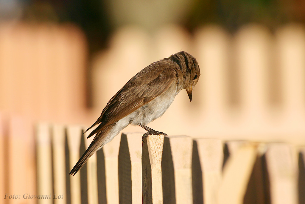 Stasera mi butto... 2