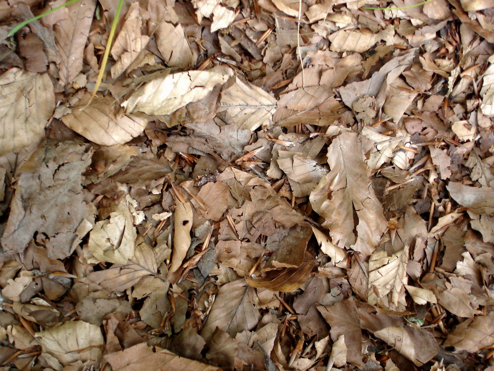 Morbido letto di rughe